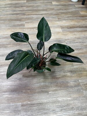 6" Philodendron Congo Rojo