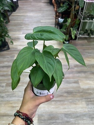 4" Philodendron Fuzzy Petiole