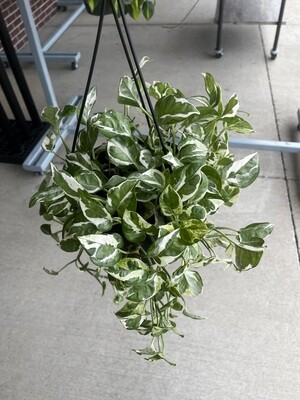 8" Pothos Pearls and Jade HB