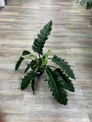 8" Jungle Boogie Philodendron