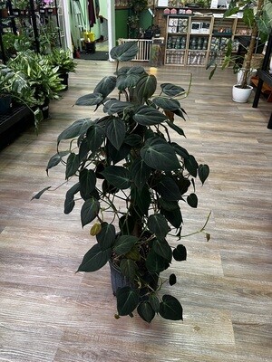 10" Philodendron Mican Totem