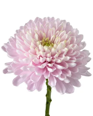 Flower Options