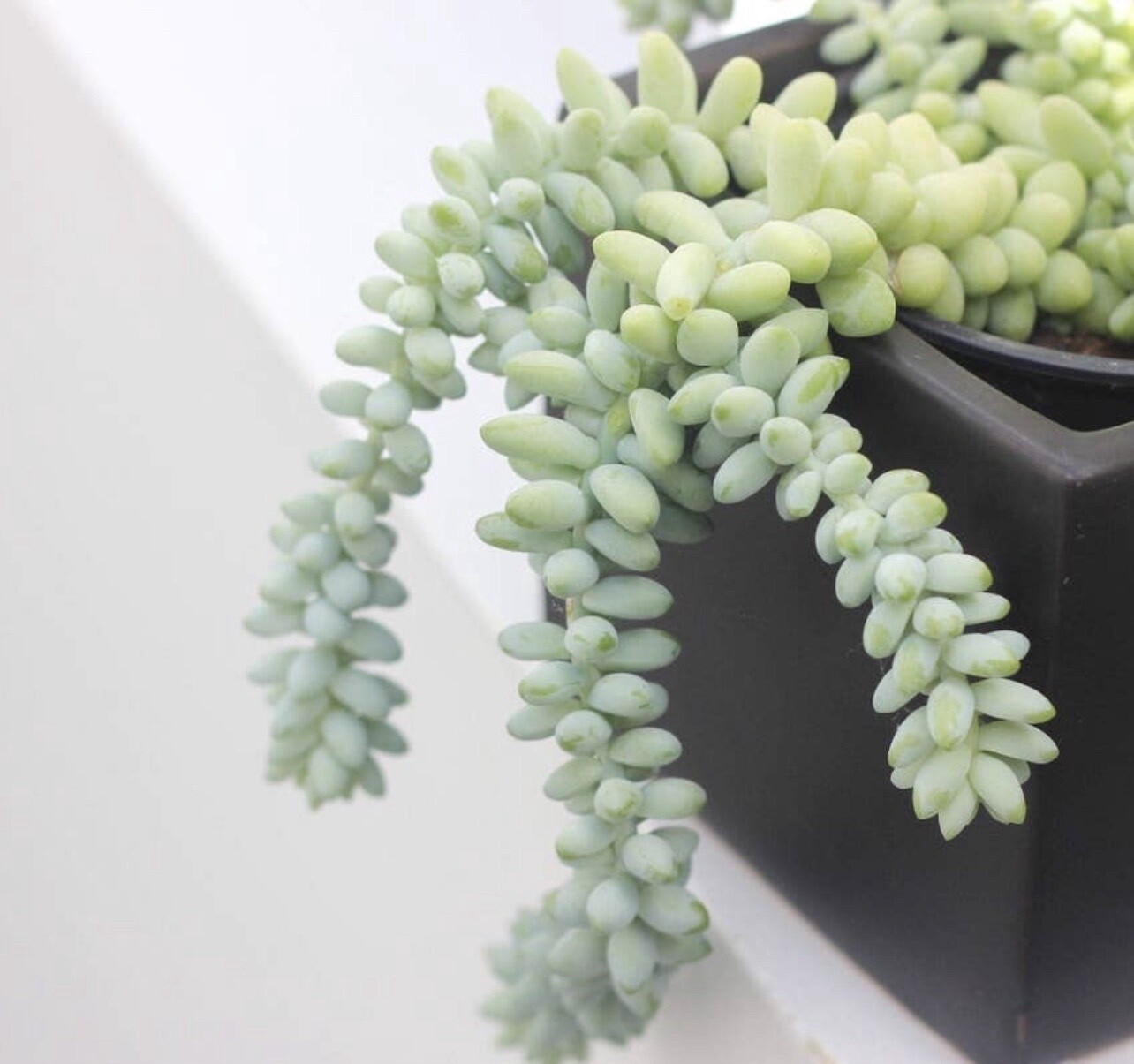 Matte Black  (5&quot;) Ceramic Cube Planter