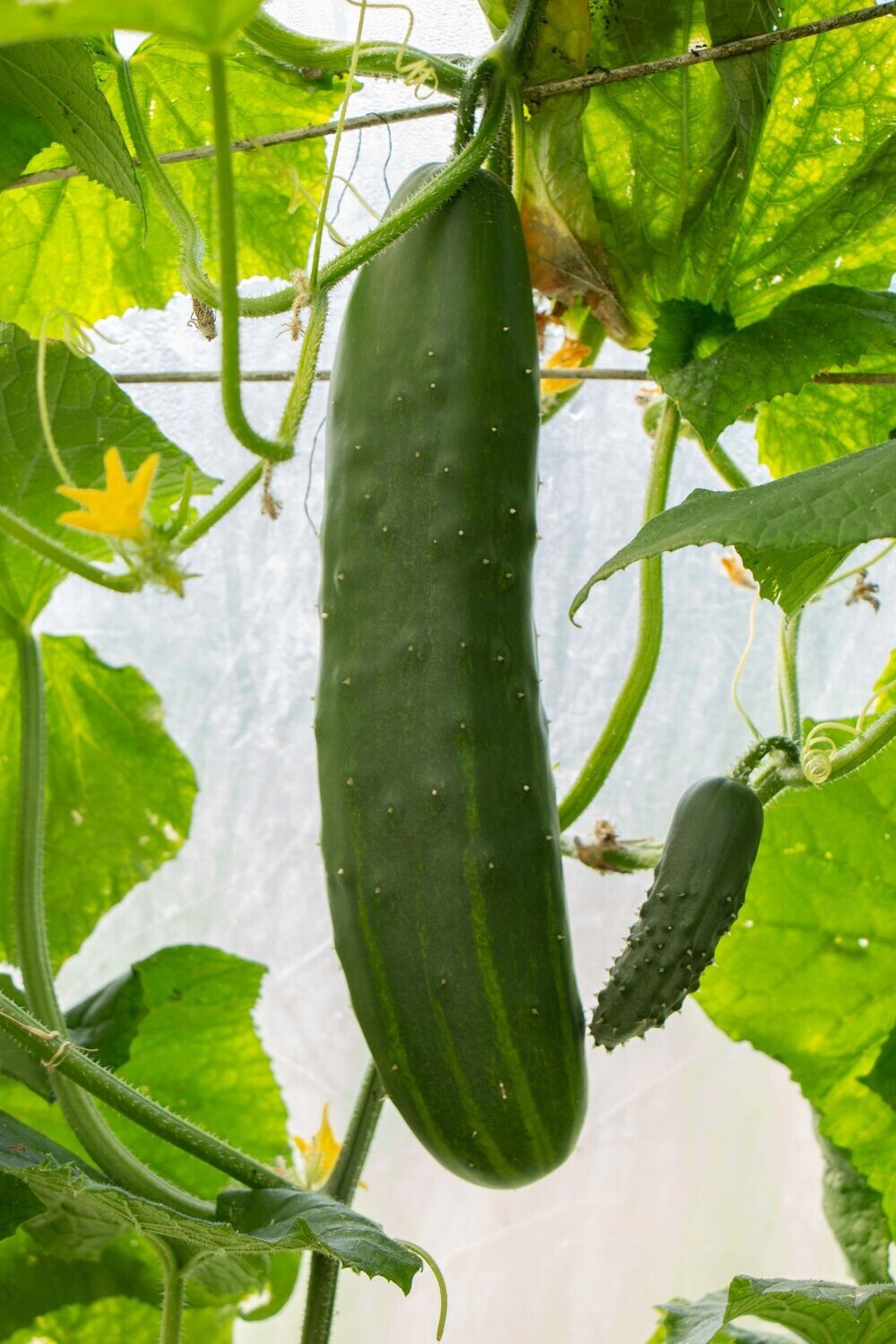 Komkommer,  Green Finger (/st P9)