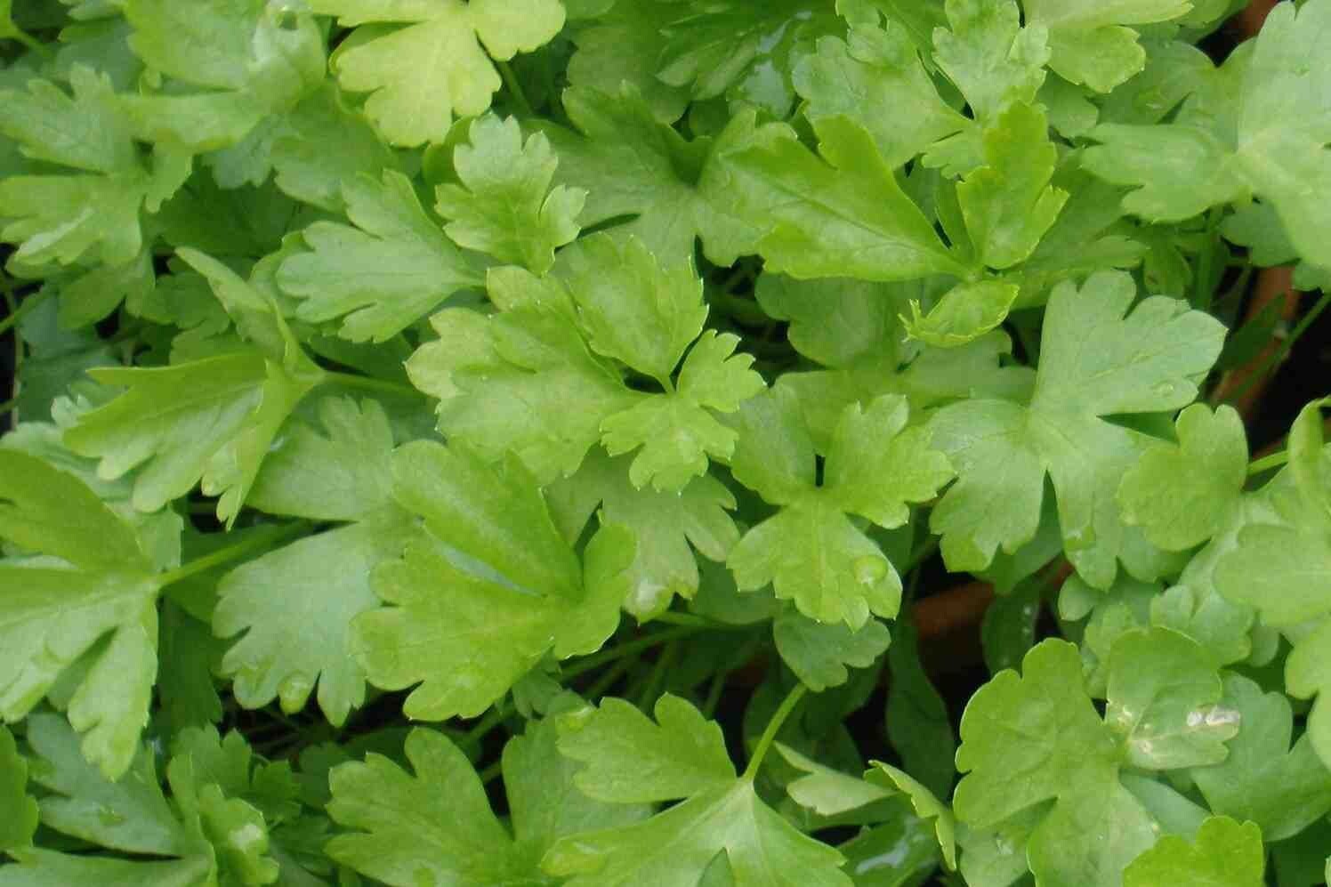 Peterselie, platte (/st P11)