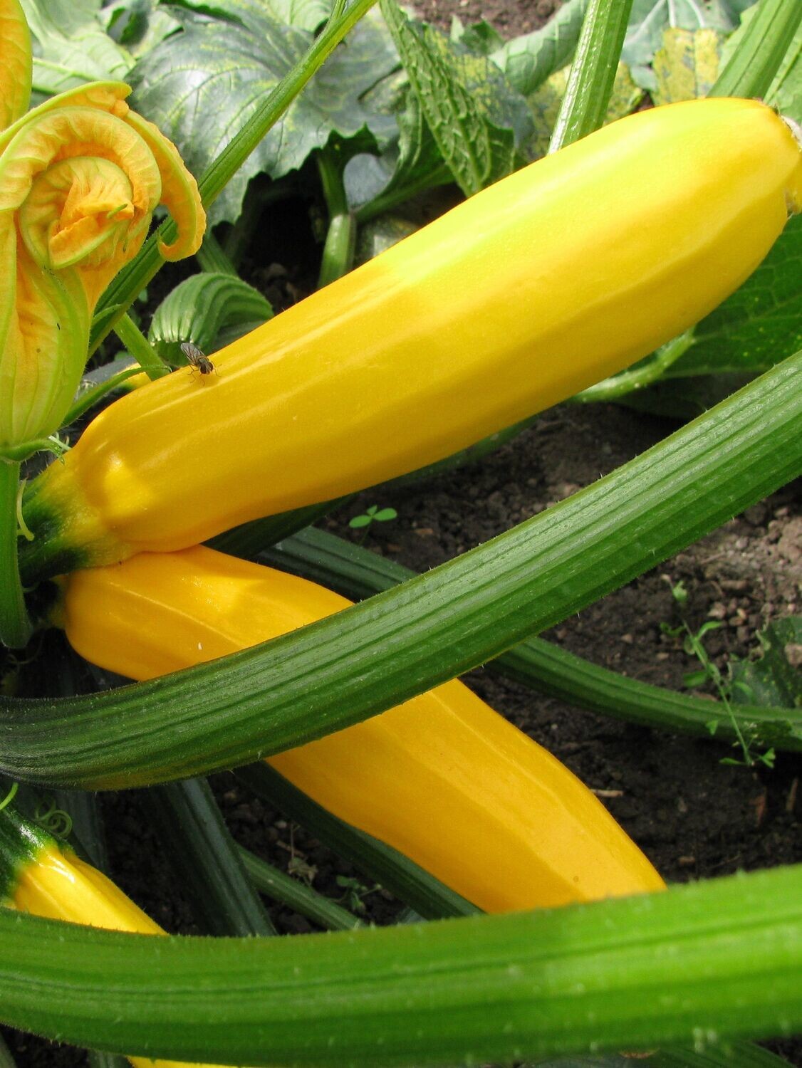 Courgette, Geel (/st P9)