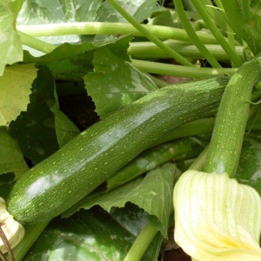 Courgette, groen (/st P9)