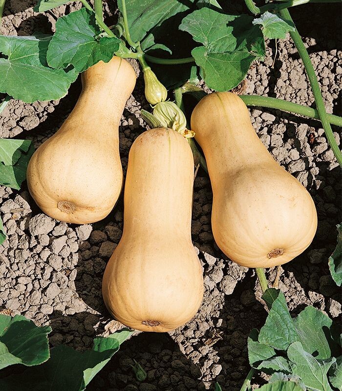 Pompoen, butternut (/st P9)