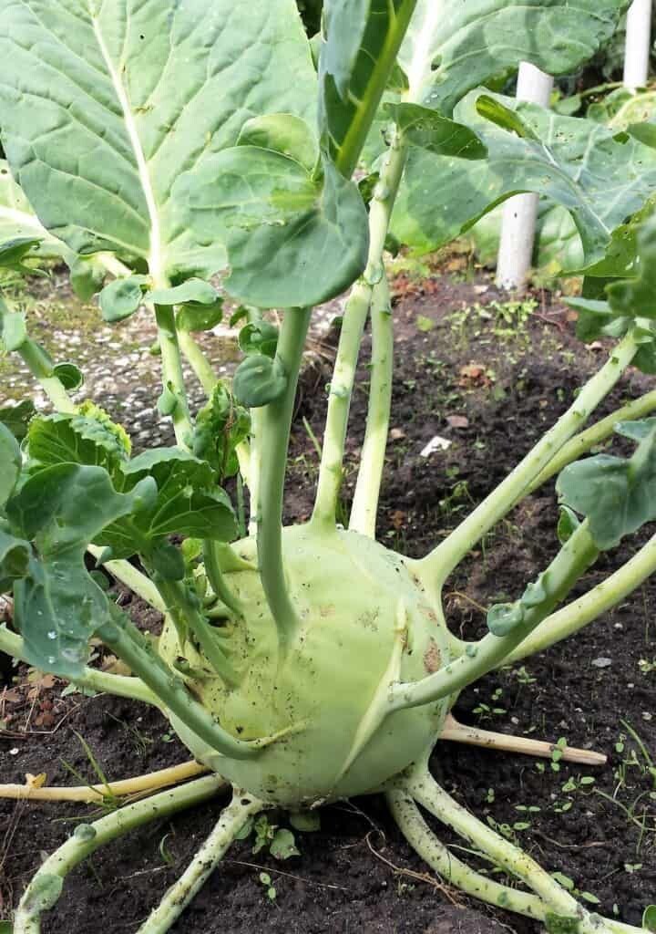 Koolrabi (/st P7)