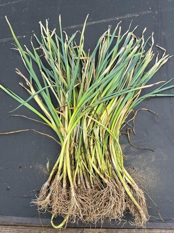 Winterprei  (10 stuks)