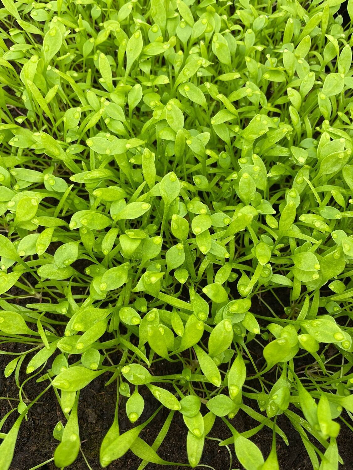 Winterpostelein  (/st P7)