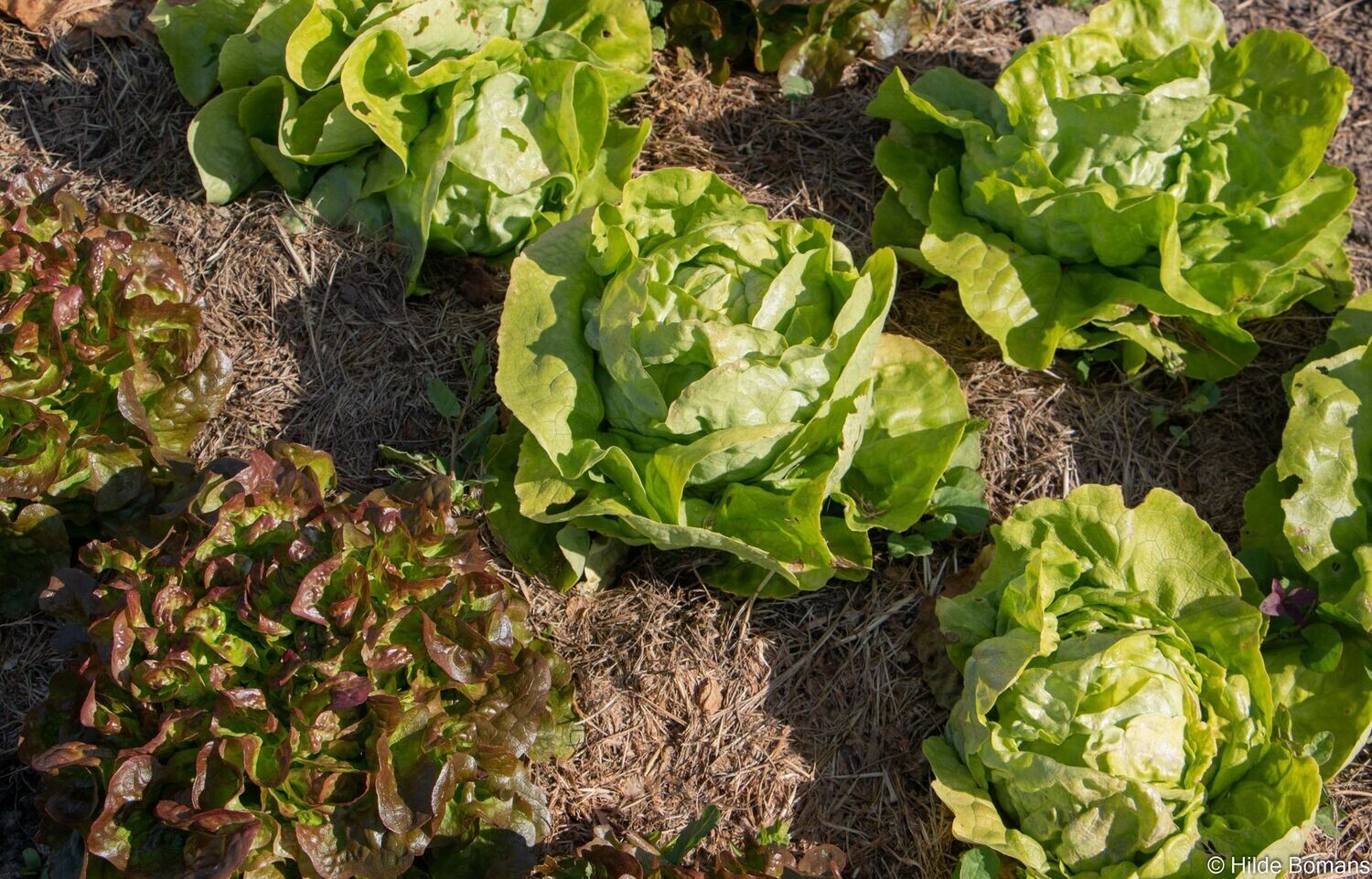 Eikenbladsla, Rood  (/st P7)