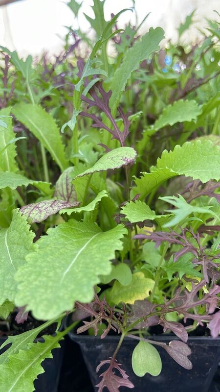 Bladmosterd, Asian Mix (/st P9)