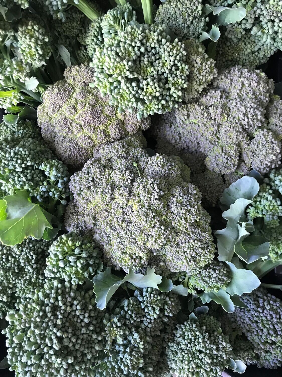 Broccoli (/st P7)