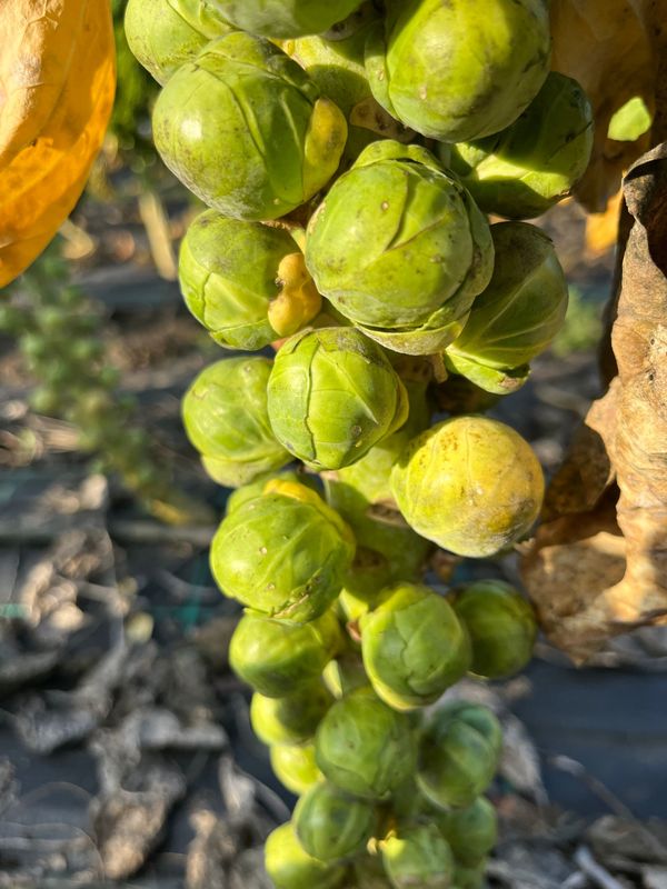 Spruitjes, Groninger (Maximus F1)