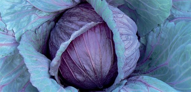 Rode Kool, Granat (Rescue F1)