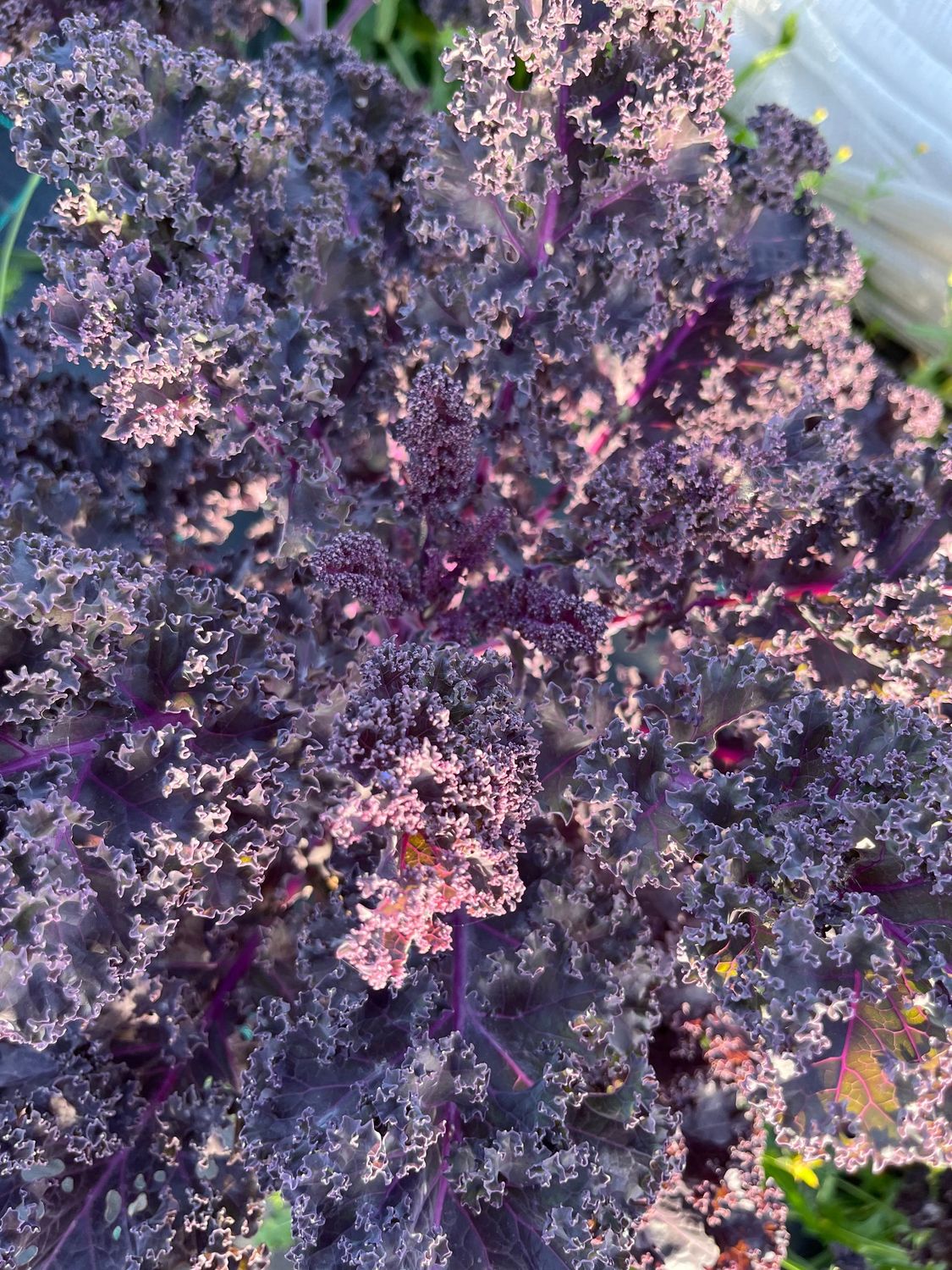 Rode boerekool (Redbor F1)