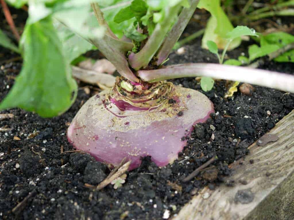 Keukenraap ( Atlantic)