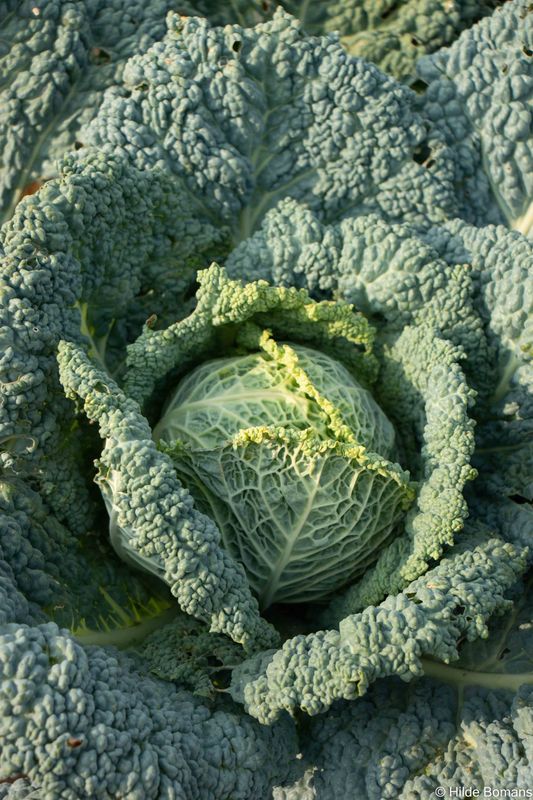 Savooikool ( Miletta)