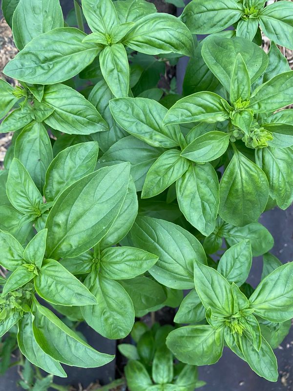 Basilicum (Eleonora)