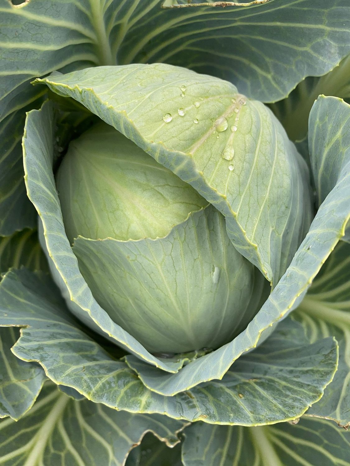 Witte Kool ( Prodikos)