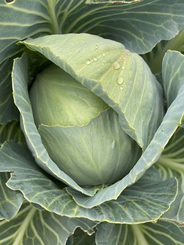 Witte Kool ( Prodikos)