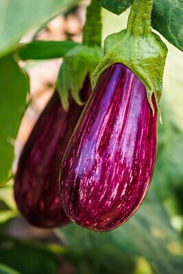 Eggplant