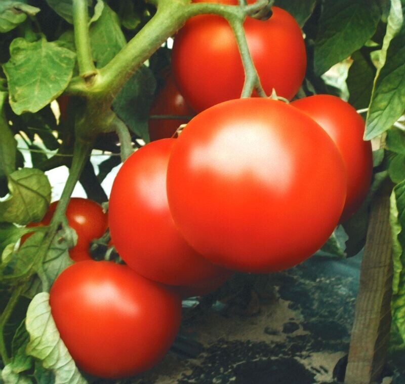 Primo Red
