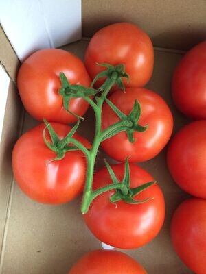 Tomate biologique