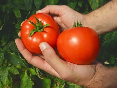 Tomato