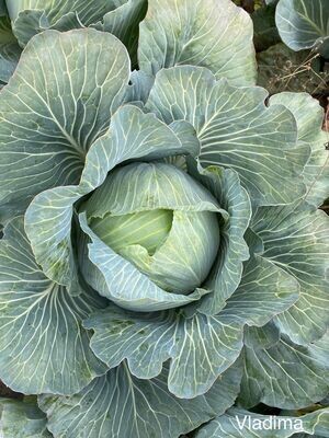 Cabbage