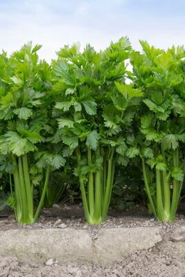 Celery