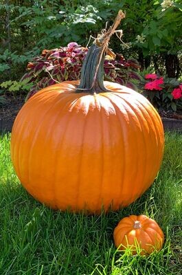 Pumpkin