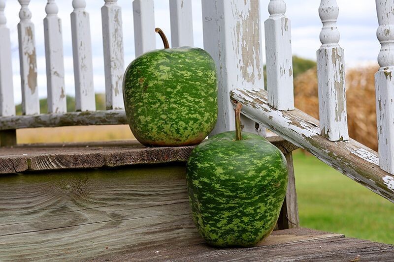 Large Speckled Apple