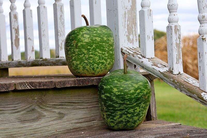 Large Speckled Apple