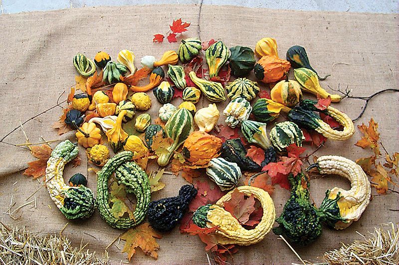 Autumn Wings mélange