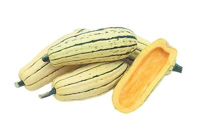 Delicata