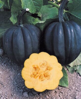 Autumn Delight