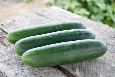 Cucumber