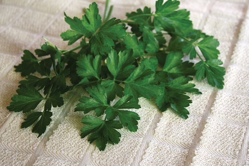 Dark Green Italian