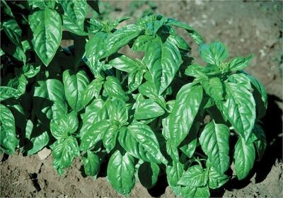 Herbs