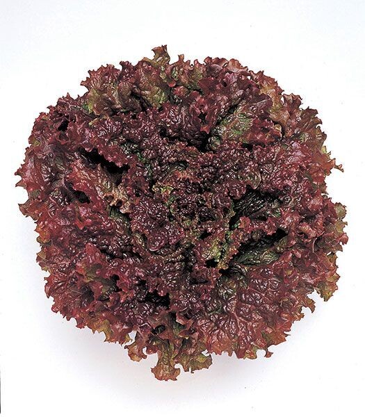 New Red Fire (ECOCERT)