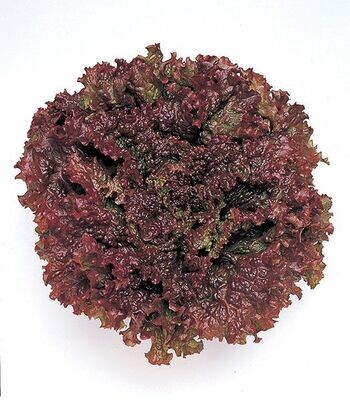 New Red Fire (ECOCERT)