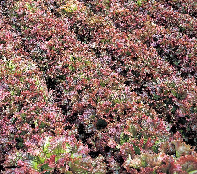 New Red Fire (ECOCERT)