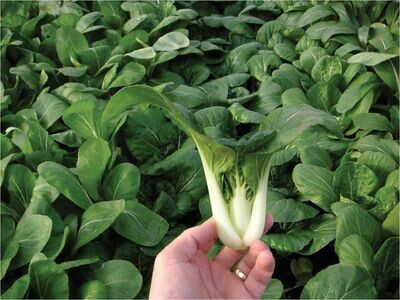 Toy Choy