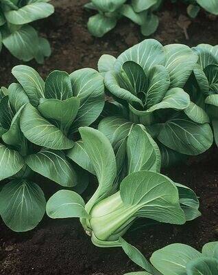 Oriental vegetables