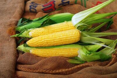 Gold Standard (Corn)