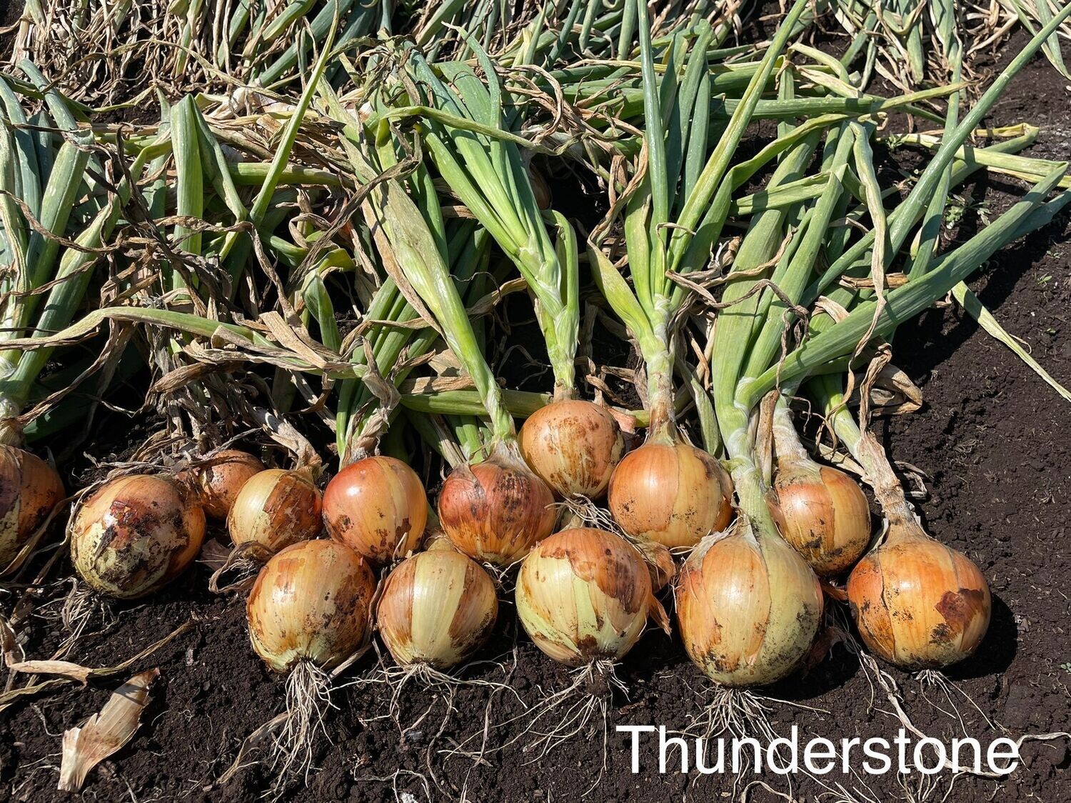 Thunderstone