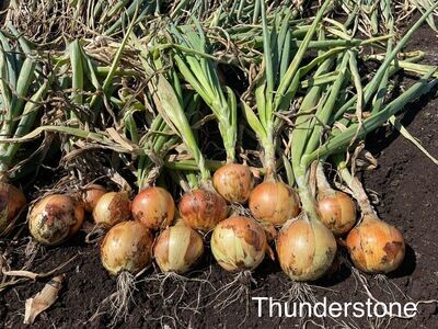 Thunderstone