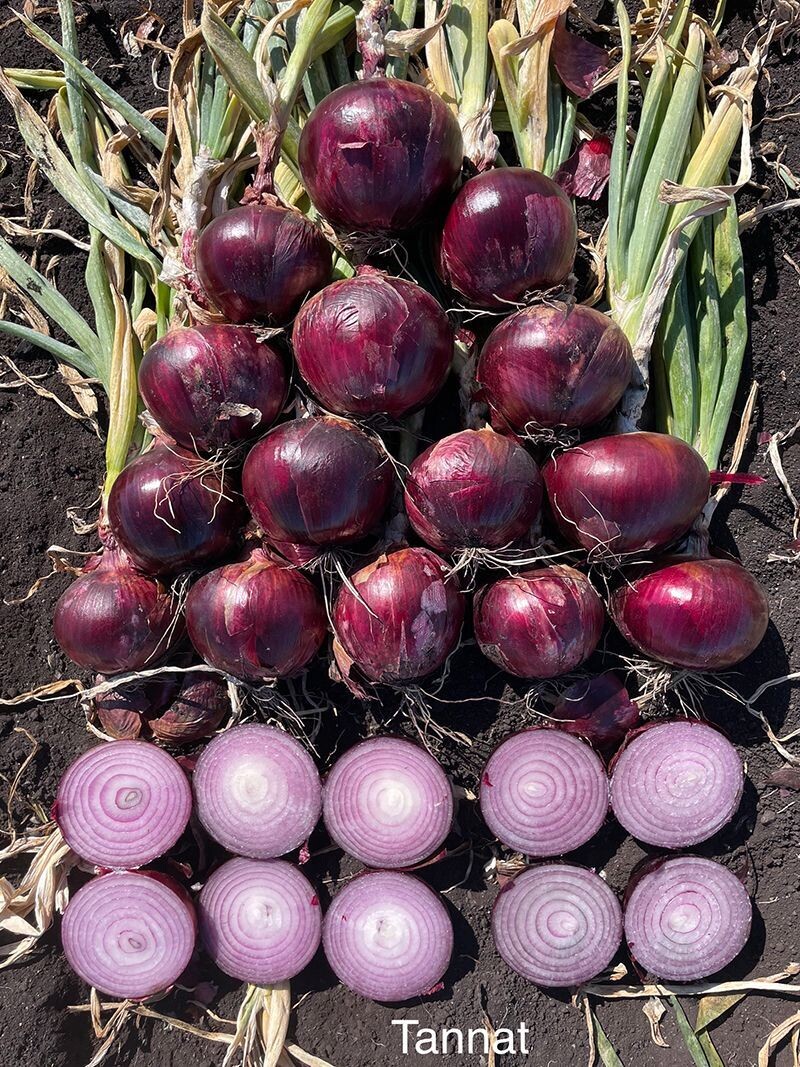 Tannat